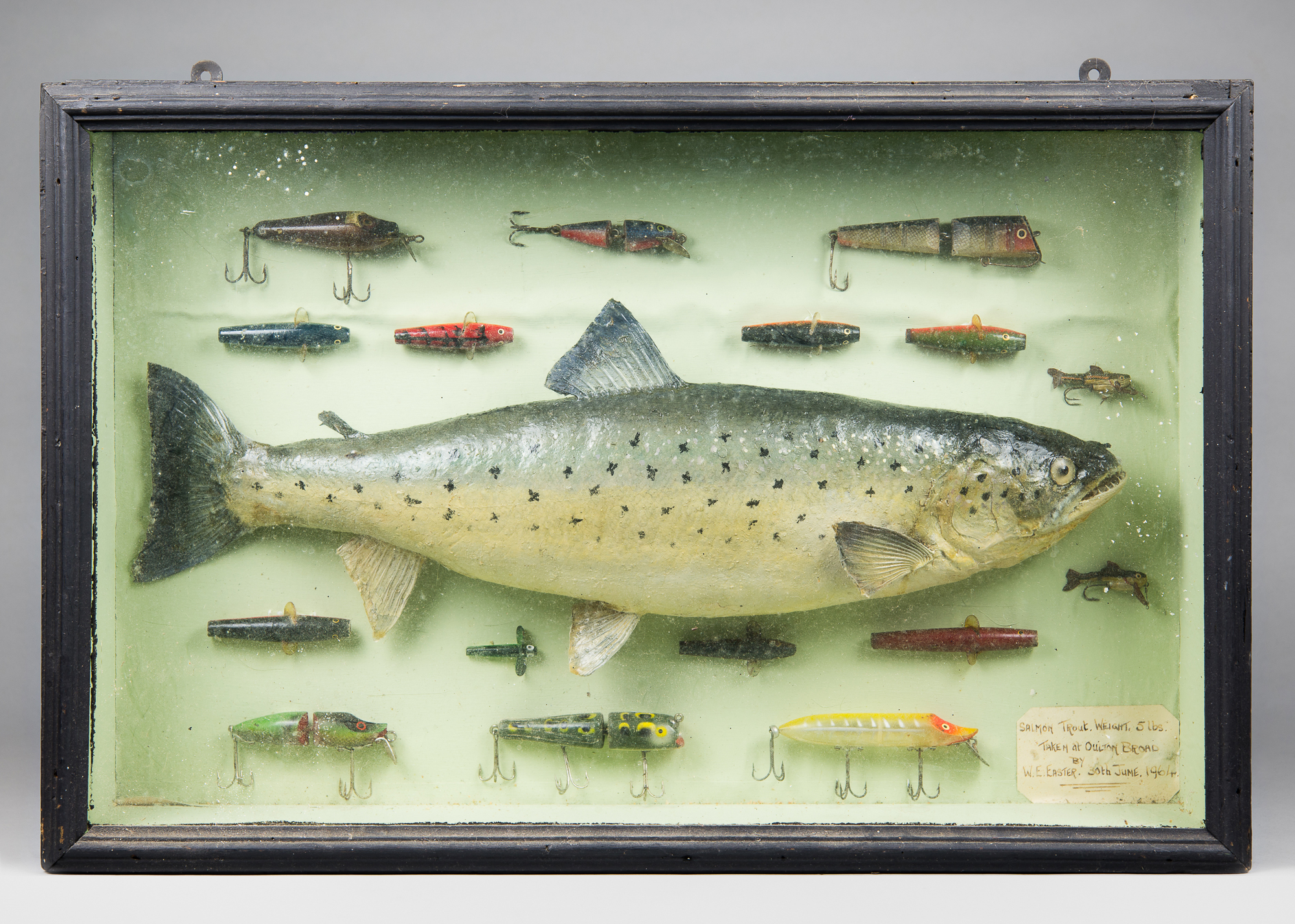 A 20TH CENTURY TAXIDERMY SALMON TROUT Mounted in a glazed case with fishing hooks and spinners.