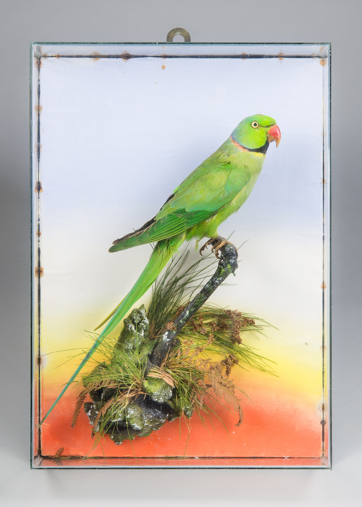 A LATE 19TH/EARLY 20TH CENTURY TAXIDERMY ROSE-RINGED PARAKEET Mounted in a glazed case with a