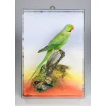 A LATE 19TH/EARLY 20TH CENTURY TAXIDERMY ROSE-RINGED PARAKEET Mounted in a glazed case with a
