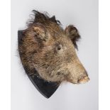 A LATE 19TH/EARLY 20TH CENTURY TAXIDERMY WILD BOAR HEAD UPON OAK SHIELD.