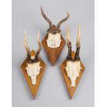 A 20TH CENTURY GROUP OF DEFORMED ROE DEER SKULLS UPON SHIELDS. (h 32cm)