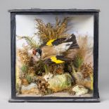 A LATE 19TH CENTURY TAXIDERMY GOLDFINCH Mounted in a glazed case with a naturalistic setting. (h