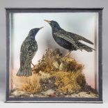 A LATE 19TH/EARLY 20TH CENTURY TAXIDERMY PAIR OF STARLINGS Mounted in a glazed case with a