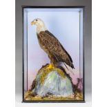 A LARGE AND IMPRESSIVE LATE 19TH CENTURY TAXIDERMY BALD EAGLE In a later case with naturalistic