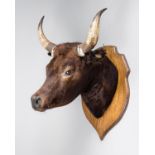 A 20TH CENTURY TAXIDERMY BULL HEAD UPON OAK SHIELD. (h 90cm x w 57cm x d 61cm)