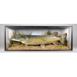 A 20TH CENTURY TAXIDERMY PIKE MOUNTED IN A GLAZED CASE WITH A NATURALISTIC SETTING. (h 46cm x w