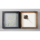 TWO FRAMED SPECIMENS, COMPRISING OF A SNAKE SKELETON AND A FLYING DRAGON. (h 25cm x w 25cm x d 4.