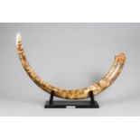 A FINE MAMMOTH TUSK FROM THE DEVENSIAN GLACIATION PERIOD. TAYMYR, SIBERIA RUSSIA 180cm on outside
