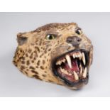 A LATE 19TH CENTURY TAXIDERMY LEOPARD HEAD. (h 34cm x w 31cm x d 18cm)