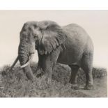 A LIMITED EDITION PRINT (238/375) AFRICAN ELEPHANT Along with another (140/375) lion cub, both