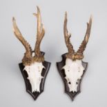 A 20TH CENTURY PAIR OF LARGE ROE DEER SKULLS UPON SHIELDS. (h 33cm)