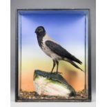 A 20TH CENTURY TAXIDERMY HOODED CROW Mounted in a glazed case with a naturalistic setting. (h 69cm x