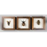 A TRIO OF FRAMED ENTOMOLOGY SPECIMENS, COMPRISING OF A GREEN FLYING FROG, A RHINOCEROS BEETLE AND