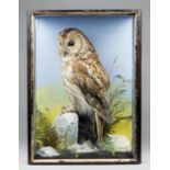 JAMES HUTCHINGS, A LATE 19TH CENTURY TAXIDERMY TAWNY OWL Mounted in a glazed case with a