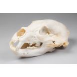 A 20TH CENTURY TAXIDERMY BLACK BEAR SKULL. (h 12cm x w 27cm x d 16cm)