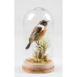 A 20TH CENTURY TAXIDERMY STONECHAT UNDER GLASS DOME. (h 20cm x w 10cm x d 10cm)