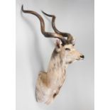 A 20TH CENTURY TAXIDERMY KUDU SHOULDER MOUNT. (h 230cm)