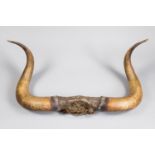 A SET OF 20TH CENTURY BULL HORNS. (w 100cm)