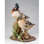 A 21ST CENTURY PAIR OF TAXIDERMY DUCKS MOUNTED UPON A NATURALISTIC BASE. (h 58cm x w 45cm x d 40cm)