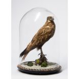 A LATE 19TH CENTURY TAXIDERMY MARSH HARRIER UNDER GLASS DOME Re-cased with modern groundwork. (h