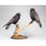 A 21ST CENTURY PAIR OF TAXIDERMY CROWS MOUNTED UPON A BRANCH WITH A NATURALISTIC OAK BASE. (h 56cm x