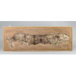 A LARGE CLADOCYCLUS GARDNERI FOSSIL FISH. Framed and set within a matrix. Brazil, Lower