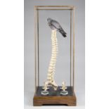 'NELSON'S COLUMN', TAXIDERMY ART PIECE IN BESPOKE DISPLAY CASE Exhibited in London at the Menier
