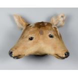 A RARE AND UNUSUAL LATE 19TH CENTURY TAXIDERMY TWO HEADED CALF. (h 30cm x w 27cm x d 16cm)