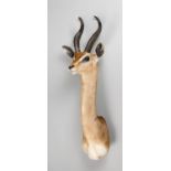 A 20TH CENTURY TAXIDERMY GERENUK (GIRAFFE GAZELLE) SHOULDER MOUNT. (h 93cm x w 28cm x d 42cm)