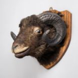 A 20TH CENTURY TAXIDERMY BLACK WELSH MOUNTAIN SHEEP RAM HEAD UPON OAK SHIELD. (h 34cm x w 33cm x d