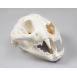 A 21ST CENTURY PUMA SKULL. (h 11.5cm x w 21cm x d 13.5cm)