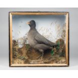 A LATE 19TH CENTURY CASED TAXIDERMY STUDY OF AN ADULT COOT Possibly by Holloway. (h 40cm x w 44cm