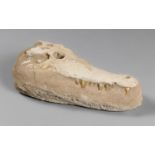 A DYROSAURUS PHOSPHATOSAURUS CROCODILE UPPER SKULL Original fossil skull pieced together by an