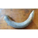 HIPPOPOTAMUS TUSK.