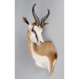 A 21ST CENTURY TAXIDERMY SPRINGBOK SHOULDER MOUNT. (h 80cm x w 35cm x d 35cm)