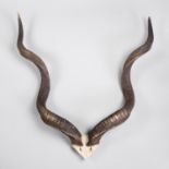 A 20TH CENTURY KUDU PARTIAL UPPER SKULL AND HORNS. (h 100cm x w 90cm)