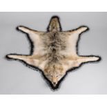 A TAXIDERMY COYOTE SKIN RUG WITH MOUNTED HEAD January 2005 Idaho USA. Documentation: Email from