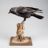 A 20TH CENTURY TAXIDERMY JACKDAW MOUNTED UPON NATURALISTIC BASE, DOE 062009. (h 32cm x w 35cm x d