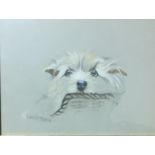 A COLLECTION OF WATERCOLOUR CANINE STUDIES Including Michelle Cooper, signed in pencil lower left,