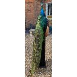 TAXIDERMY PEACOCK ON STAND
