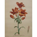 J. EDWARDS, 1769, A SET OF SEVEN 18TH CENTURY COLOURED BOTANICAL PRINTS Later mounted, framed and