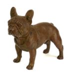 A SMALL BRONZE FIGURE OF A FRENCH BULLDOG Standing pose with raised ears. (approx 7cm x 6cm)