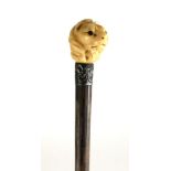 A LATE VICTORIAN WALKING CANE WITH CARVED FINIAL IN THE FORM OF A LIONS HEAD WITH RED GLASS EYES