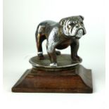 AN EARLY 20TH CENTURY SILVERED BRONZE BULLDOG CAR MASCOT Standing pose, on a carved oak plinth,