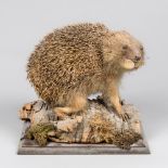 A 20TH CENTURY TAXIDERMY HEDGEHOG MOUNTED UPON NATURALISTIC BASE WITH PREY (h 22cm x w 23cm x d