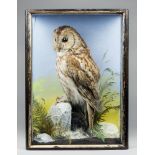 JAMES HUTCHINGS, A LATE 19TH CENTURY TAXIDERMY TAWNY OWL Mounted in a glazed case with a