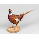 A LATE 20TH CENTURY TAXIDERMY PHEASANT ON NATURALISTIC BASE (h 45cm x w 74cm x d 22cm)