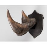 RARE IMITATION RHINOCEROS HORNS MOUNTED UPON SHIELD Reputedly cast directly from original Rowland