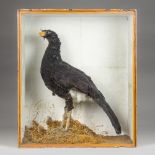 ACORBETT OF LONDON (1813-1832), AN EARLY 19TH CENTURY TAXIDERMY GREAT CURASSOW MOUNTED IN A GLAZED