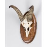 A LATE 19TH/EARLY 20TH CENTURY NAGOR REEDBUCK SKULL AND HORNS ON OAK SHIELD (h 27cm x w 16cm x d